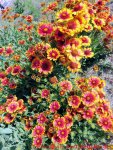 Eine naturnahe Blumenwiese anlegen - blühende Kokardenblume